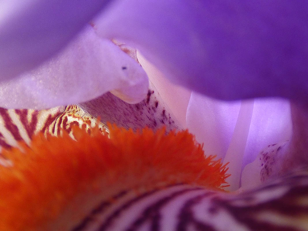 Féérie végétanimale